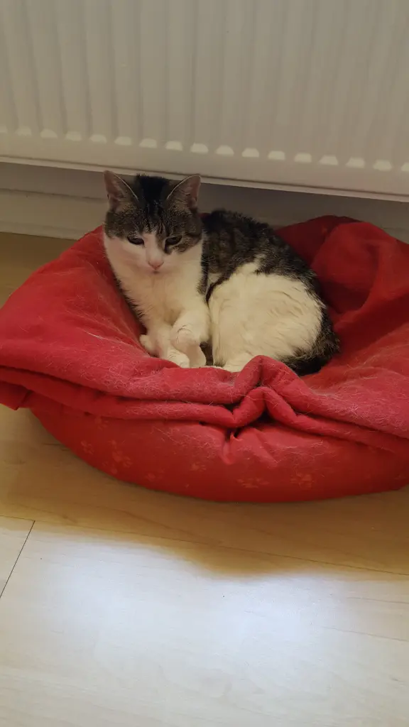 Condolence image of Susanne