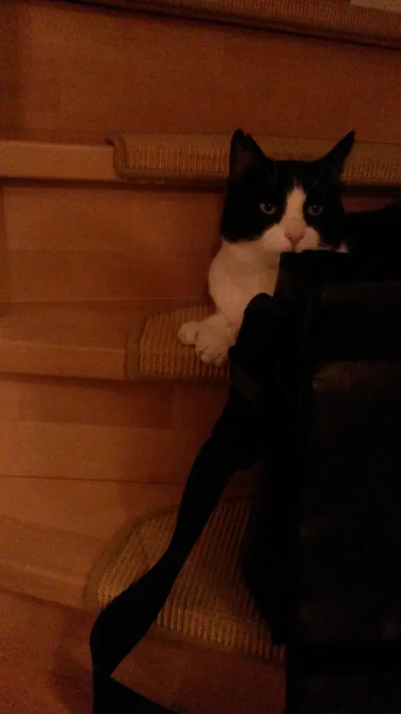 Condolence image of Monika mit Seelenkater Carlo tief im Herzen  gestorben am 10. Juli 2017