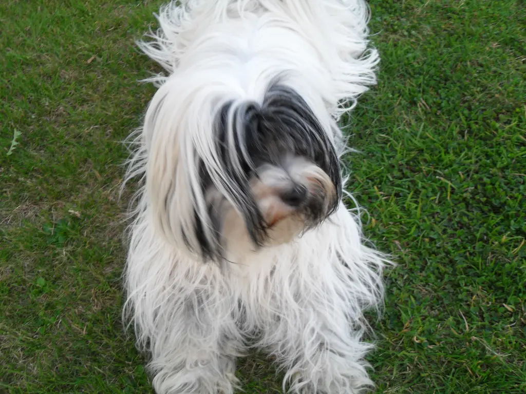 Condolence image of Doris mit Lizzy im Herzen