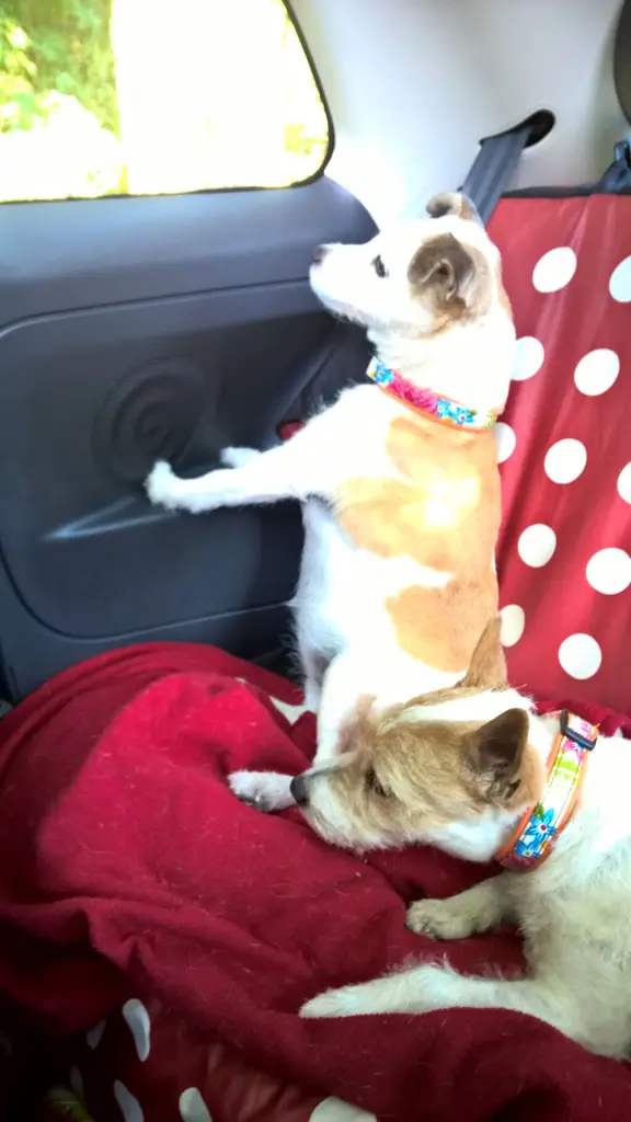 Condolence image of Petra mit Pebbels und Dottie im Herzen