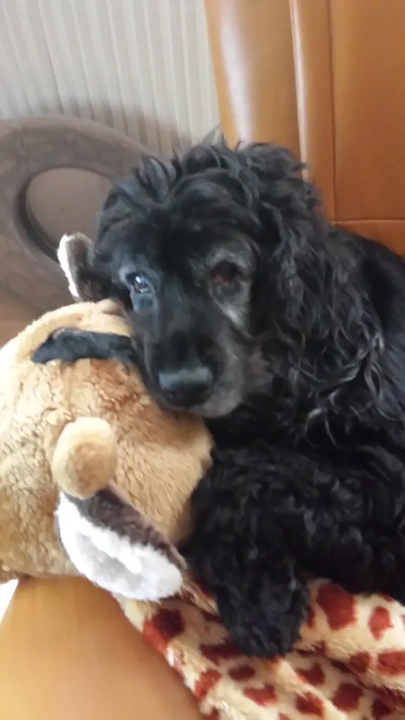 Condolence image of Suse mit Bonnie meiner Lieselotte 