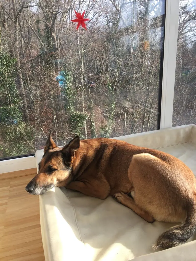 Condolence image of Claudia m. TARA im Herzen