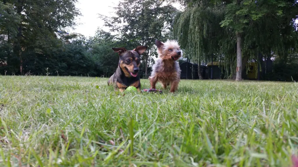 Condolence image of Lucas und Ramona