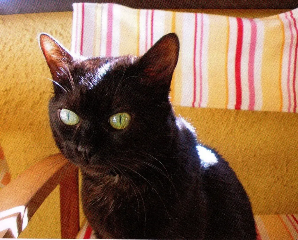 Image from Tosca