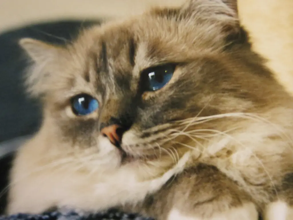 Condolence image of Uschi mit Seelenkater Merlin