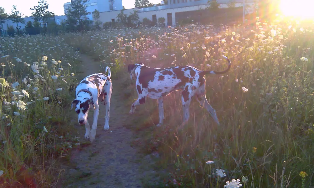 Condolence image of Daniela mit Sniper im Herzen