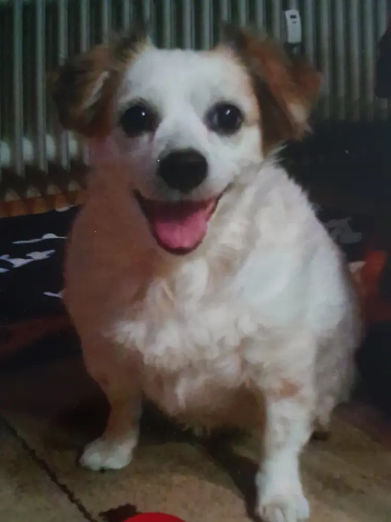 Condolence image of Thomas,Elke und Elina mit Blanqjita im Herzen 
