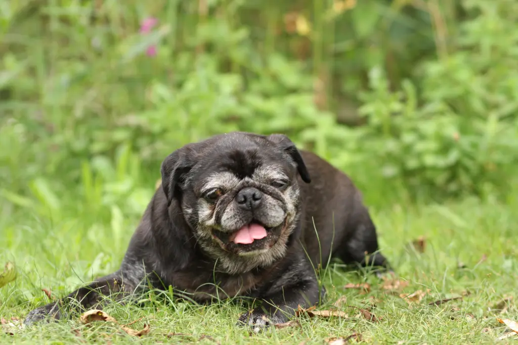 Condolence image of Cornelia mit Bruno & Barni im Herzen