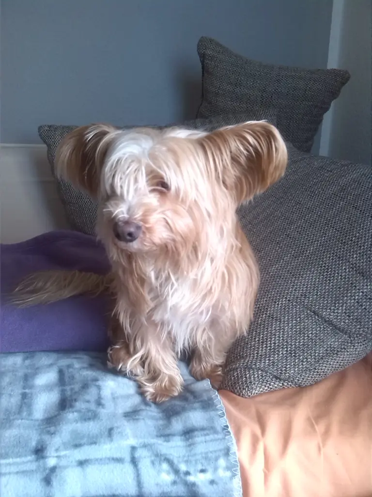 Andachtsbild von Unbekannt