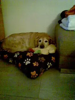 Condolence image of Micha mit Cäsar im Herzen