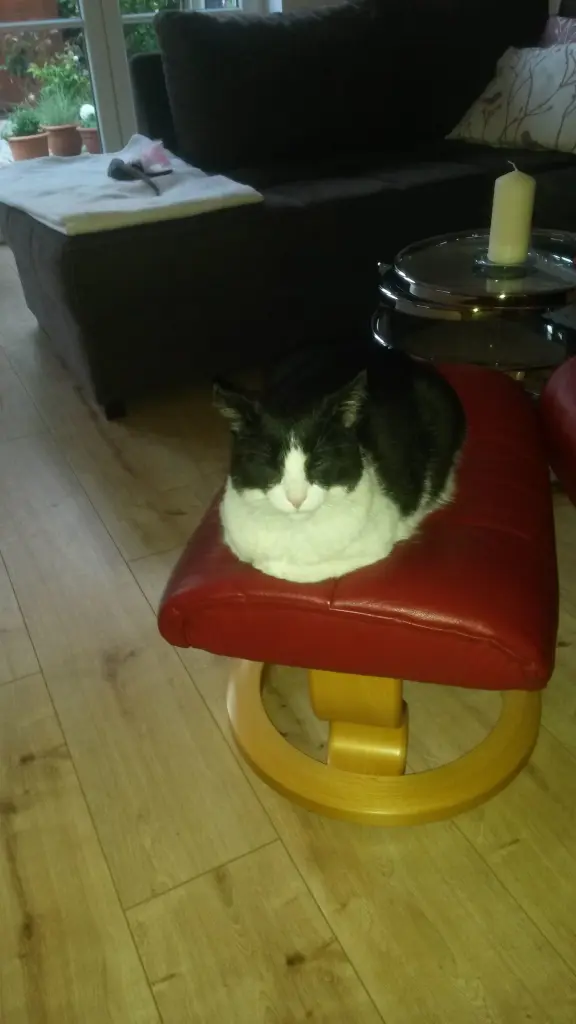 Condolence image of Monika mit Seelenkater Carlo tief im Herzen