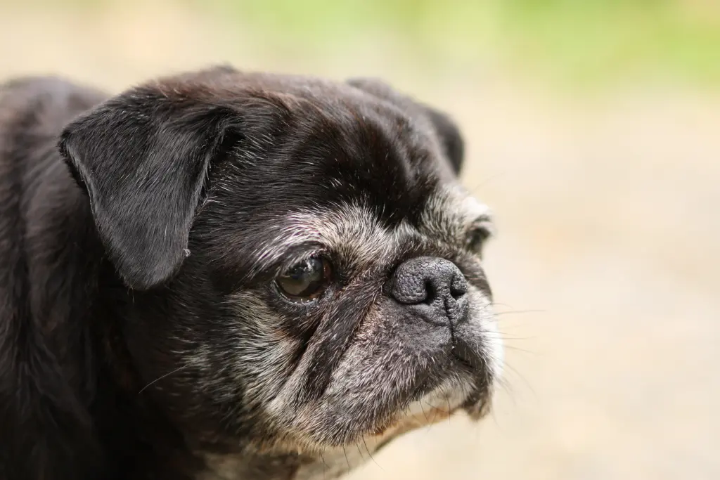Condolence image of Cornelia mit Bruno & Barni im Herzen