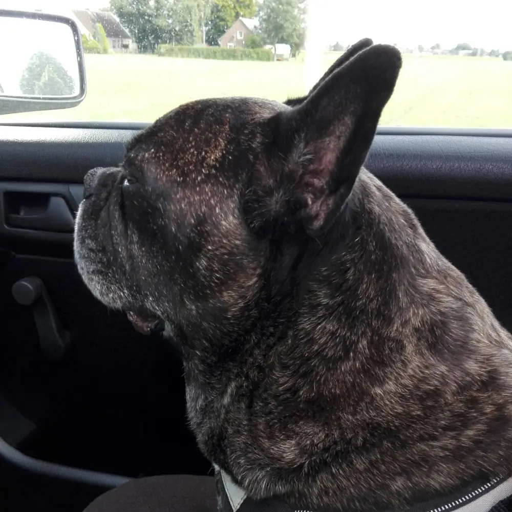 Condolence image of Henni