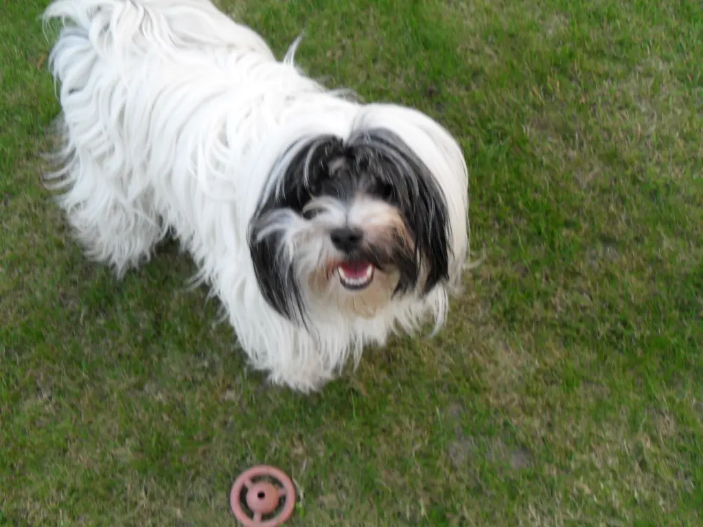 Condolence image of Doris mit Lizzy im Herzen