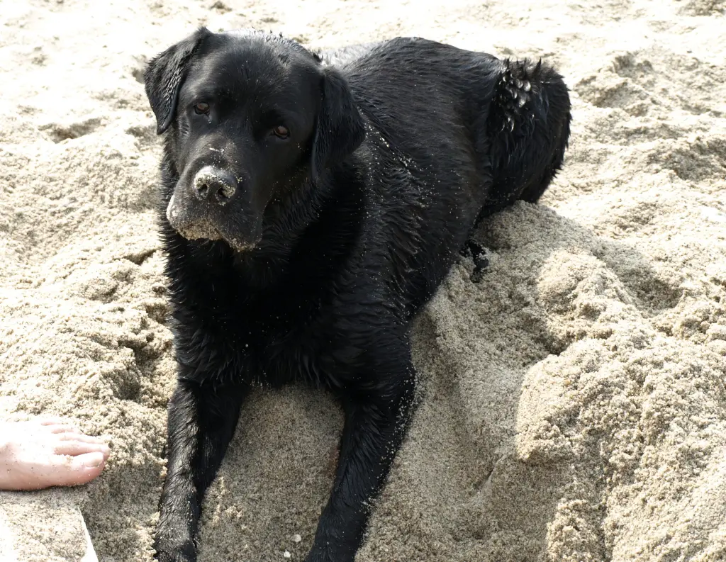 Condolence image of Andrea mit Rusty