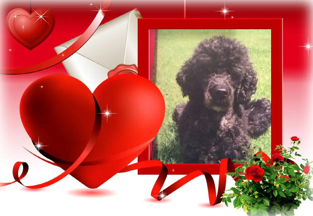 Condolence image of Fur Liebe Nele❤