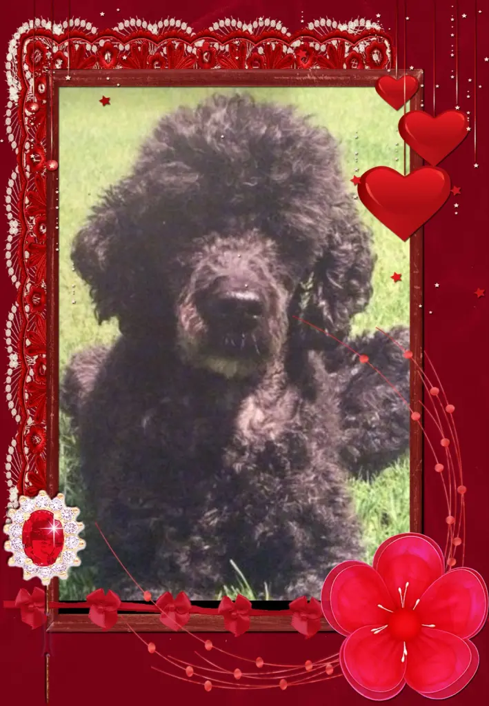 Condolence image of Fur Liebe Nele❤