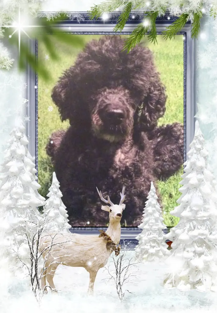 Condolence image of Fur Liebe Nele❤