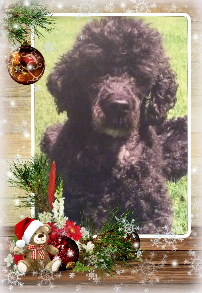 Condolence image of Klaudia mit Misiu❤❤❤Ganz Tief im Herzen❤