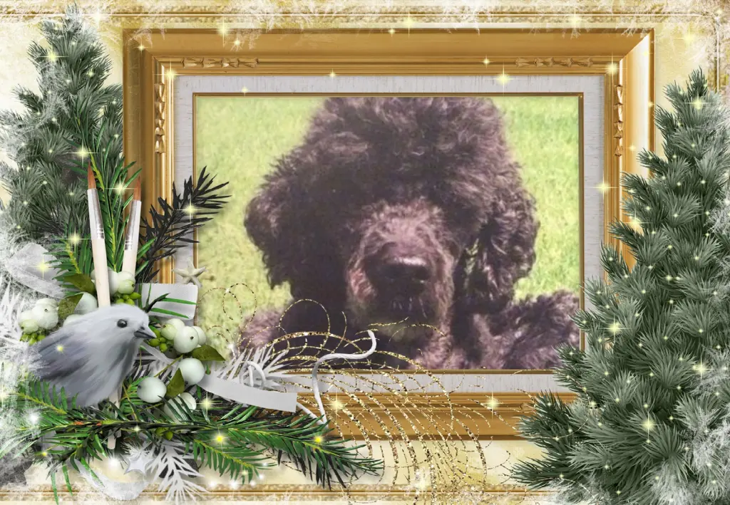 Condolence image of Klaudia mit Misiu❤❤❤Ganz Tief im Herzen❤