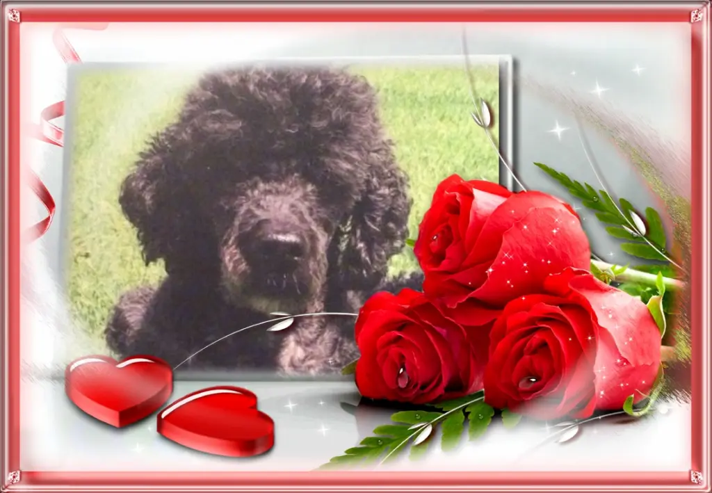 Condolence image of Klaudia mit Misiu❤❤❤Ganz Tief im Herzen❤