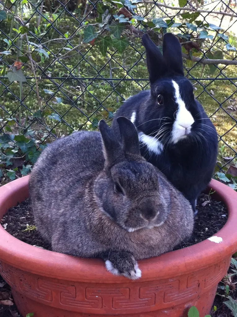 Condolence image of Rosen für Nele 