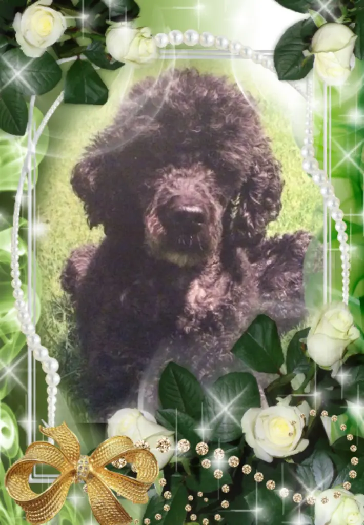 Condolence image of Fur Nele❤️