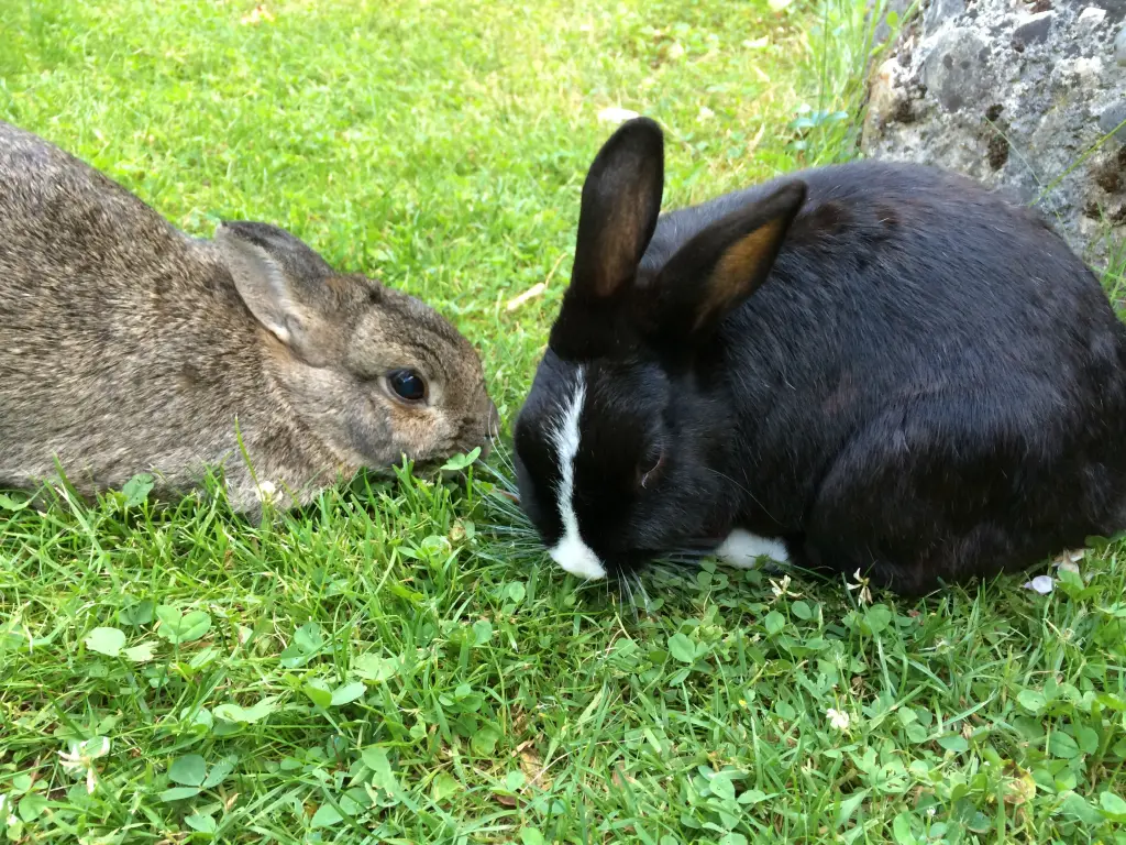 Condolence image of Eine Sonntagsrose für Nele