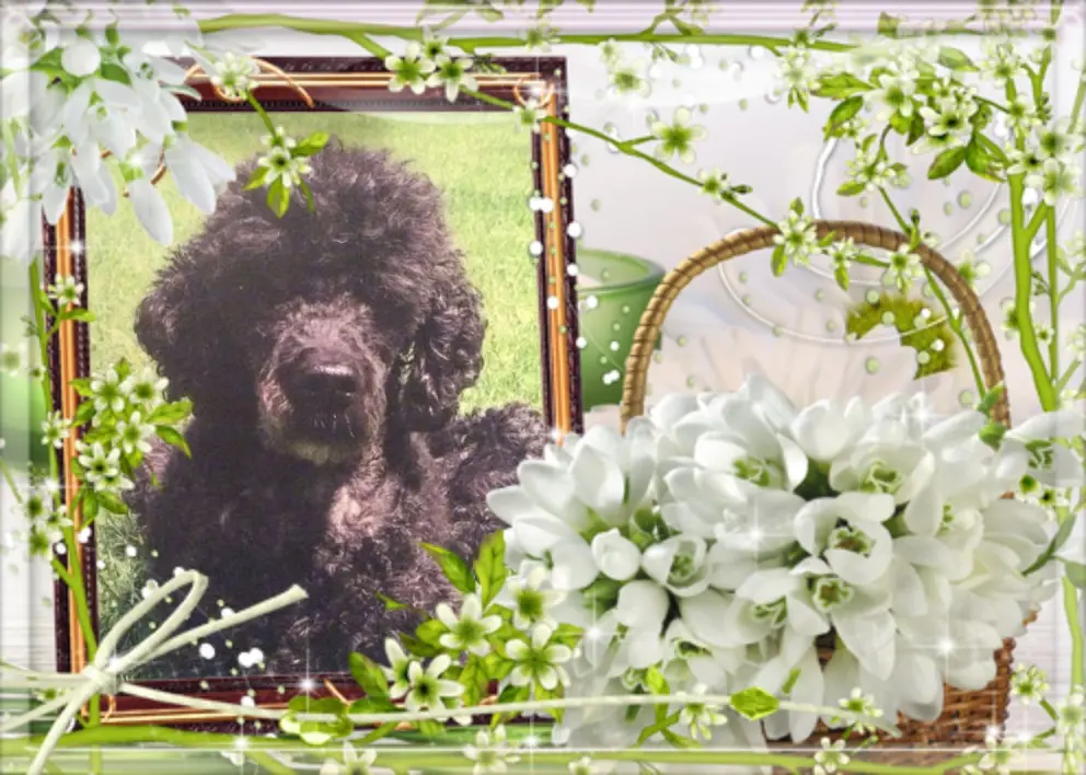 Condolence image of Guten Abend❤️