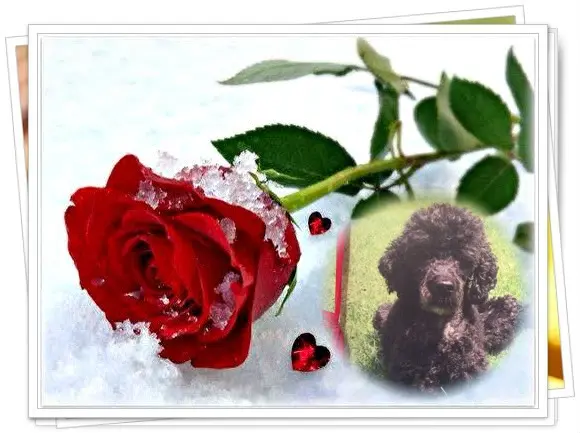 Condolence image of Liebe Nele❤️