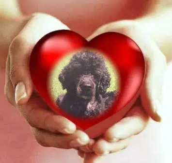 Condolence image of Sonntags Rose❤️fur Liebe Nele❤️