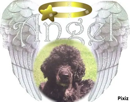 Condolence image of Fur Nelchen❤️