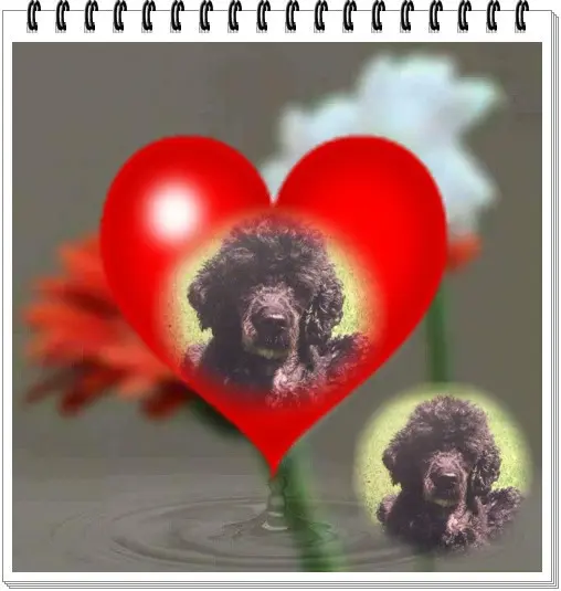 Condolence image of ❤️❤️❤️