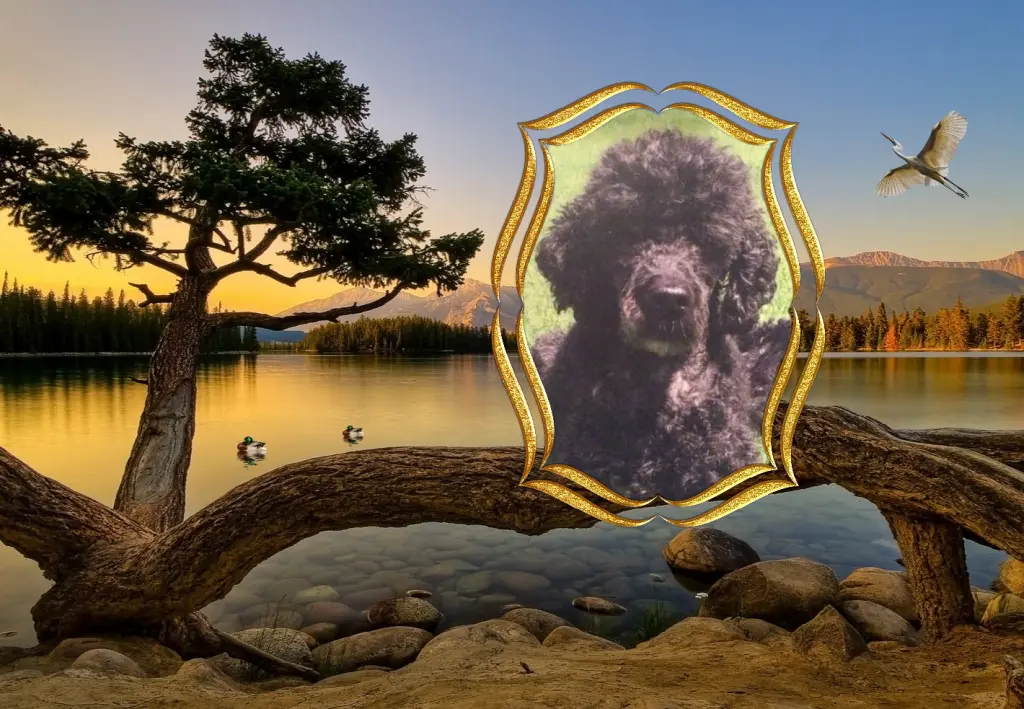 Condolence image of Mitwoch Rosen fur Nele❤️