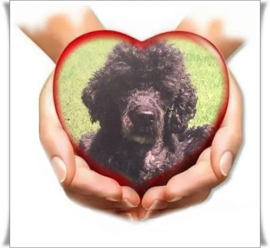 Condolence image of ❤️❤️❤️