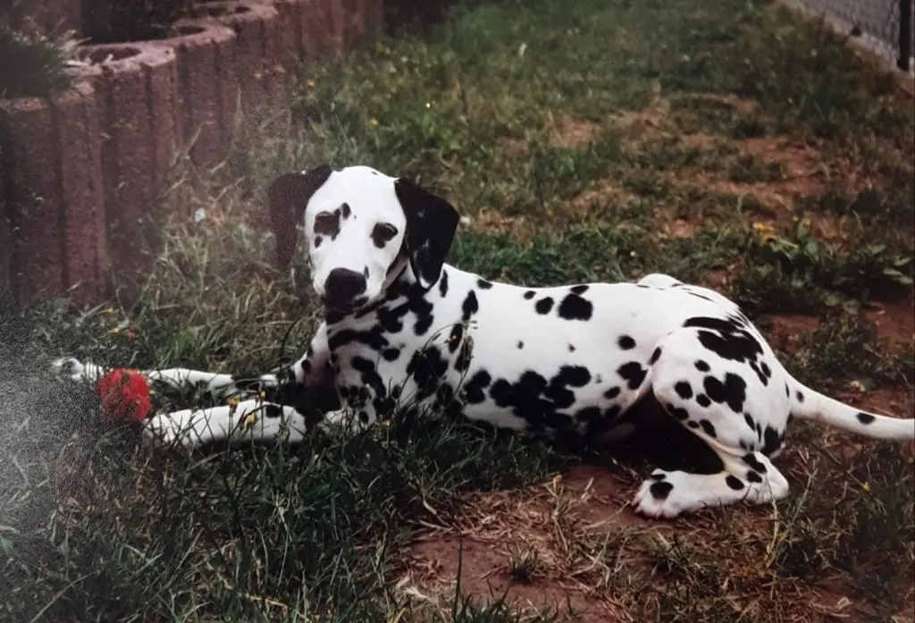 Condolence image of Michaela mit Nicko und Ariane ganz tief im ❤