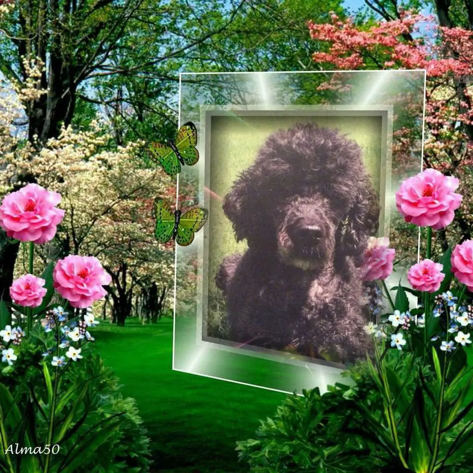 Condolence image of ❤️❤️❤️