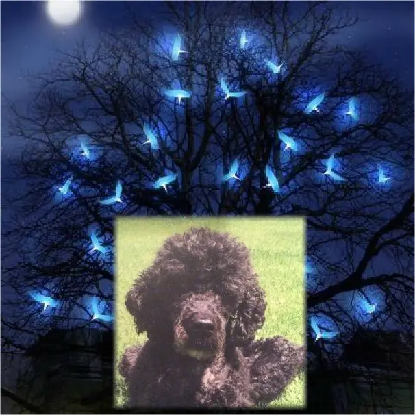 Condolence image of ❤️❤️❤️