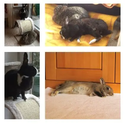 Condolence image of Eine Sonntagsrose für Nele 