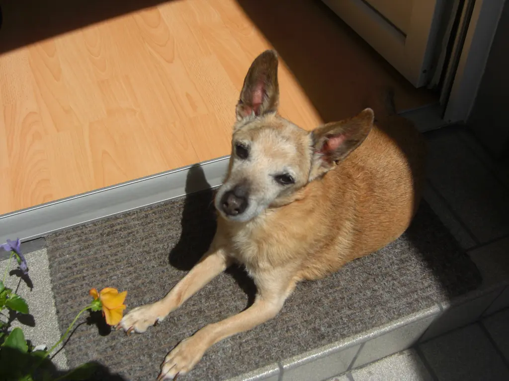 Condolence image of Michaela mit Nicko und Ariane ganz tief im ❤