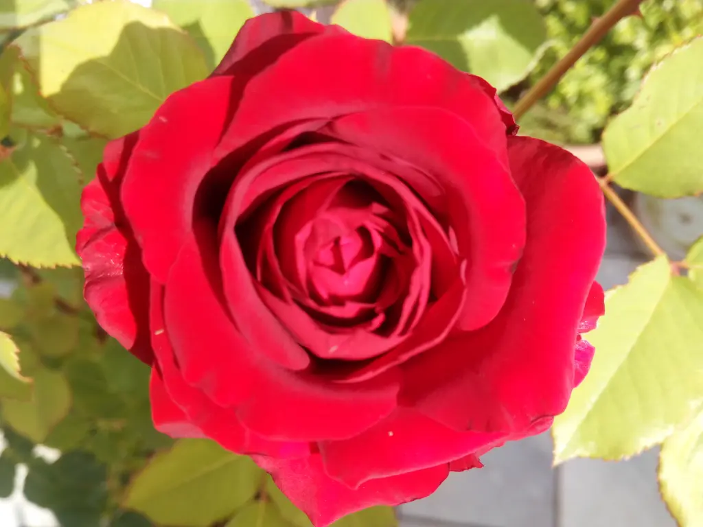 Condolence image of Post von Balou