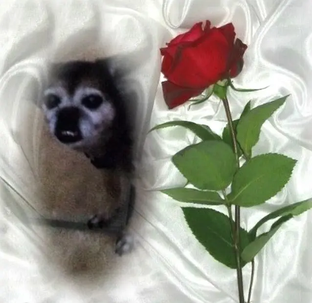 Condolence image of ❤️❤️❤️