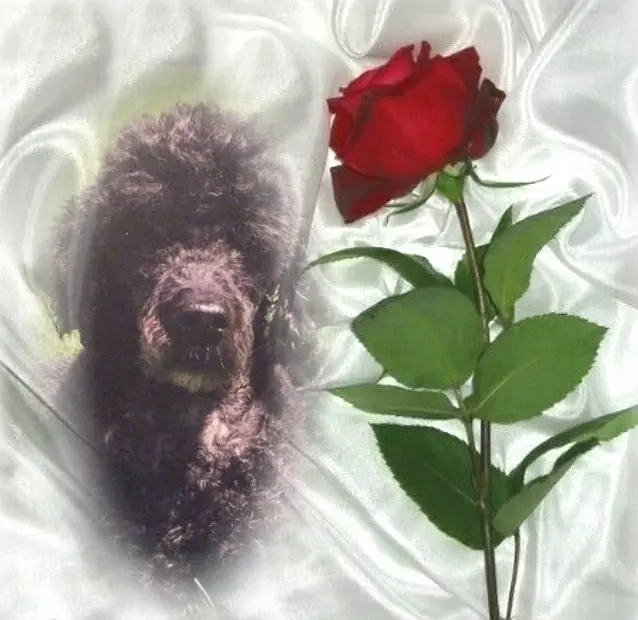 Condolence image of ❤️❤️❤️