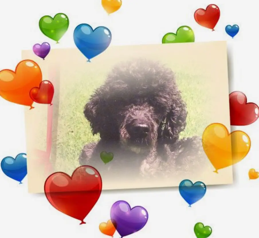 Condolence image of ❤️❤️❤️