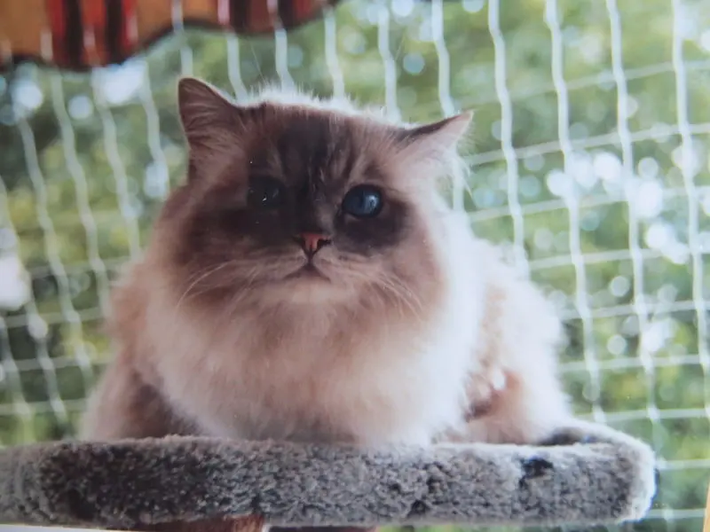 Condolence image of Merkin aus dem Regenbogenland