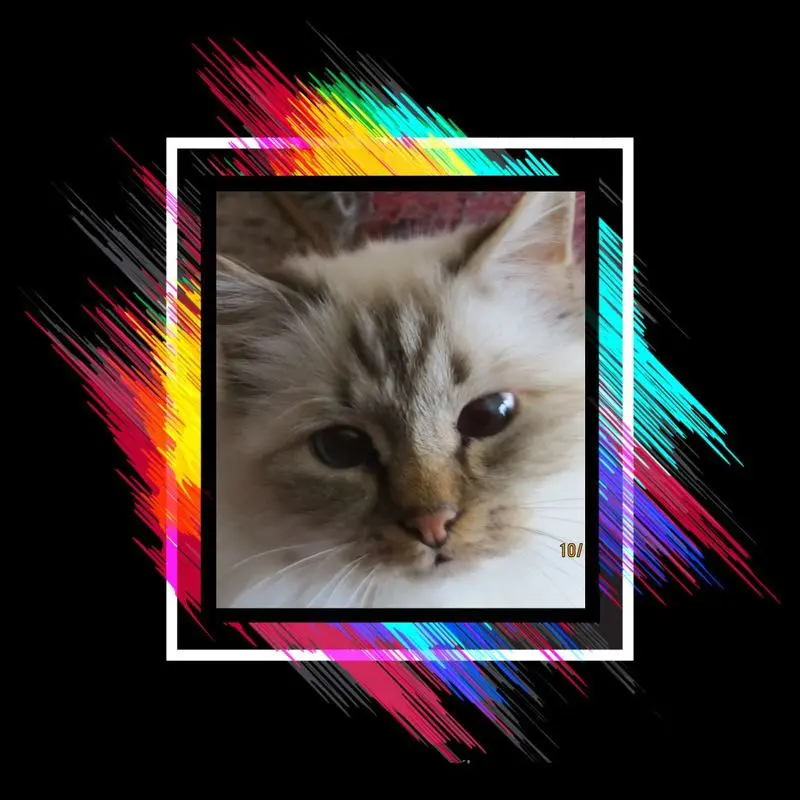 Condolence image of Uschi mit Seelenfreunden Shiva, Jojo und Merlin