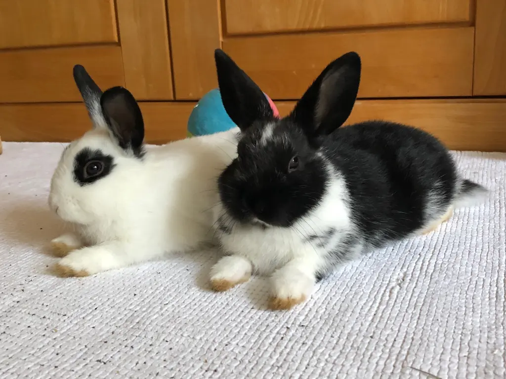 Condolence image of Rosen für Nele 