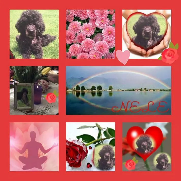 Condolence image of Rosen zum 3. Sternchengeburtstag für Nele 