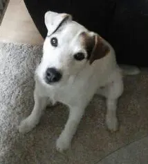 Condolence image of Kerstin mit Gismo im Herzen 