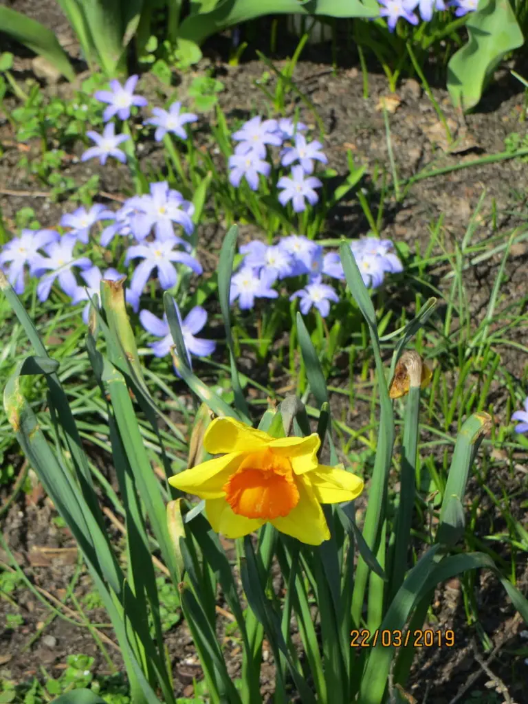 Condolence image of Uschi mit Seelenfreunden Shiva, Jojo und Merlin